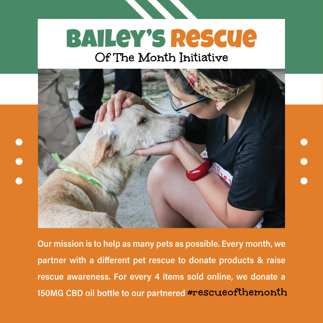 Bailey's CBD Oil For Dogs | 600MG 60ML Large Size Bottle (Best Value!)